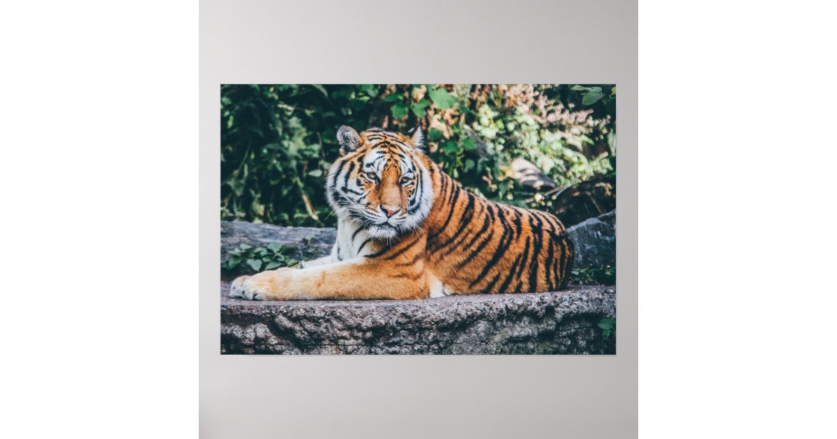 Tiger Photo Poster | Zazzle