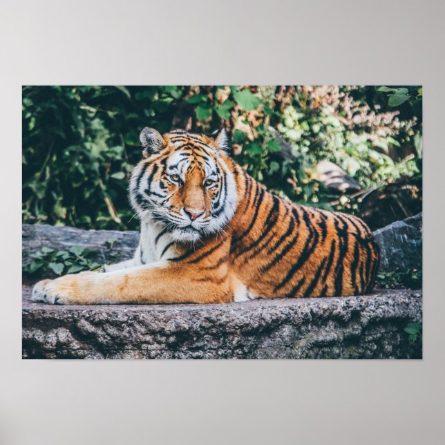 Tiger Photo Poster (Front)