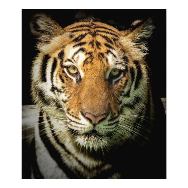 tiger photo print (Front)