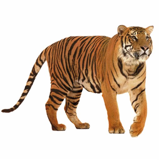 tiger photo sculptures