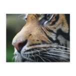 Tiger Picture Postcard