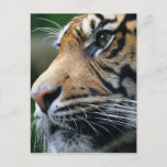 Tiger Picture Postcard