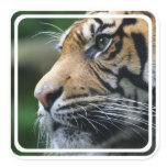Tiger Picture  Sticker