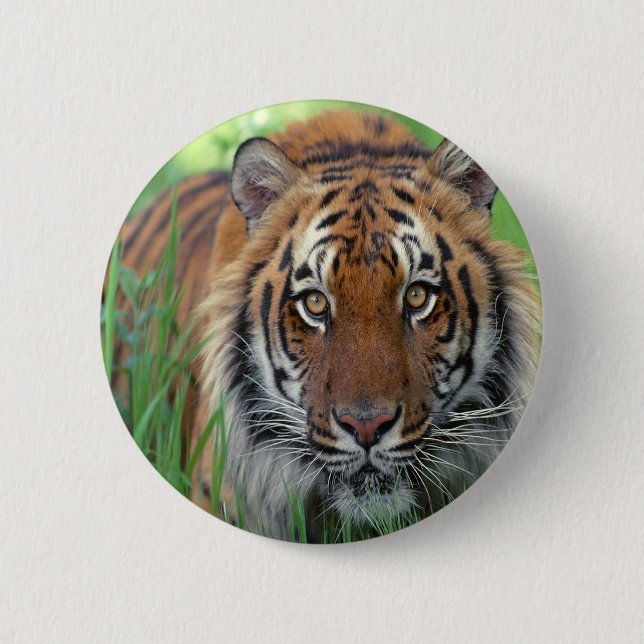 Tiger Pinback Button (Front)