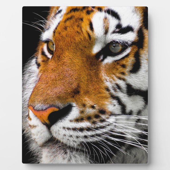 Tiger Plaque (Front)