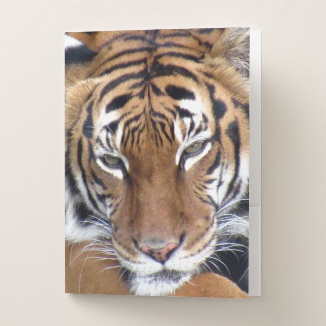 Tiger Pocket Folders (Front)