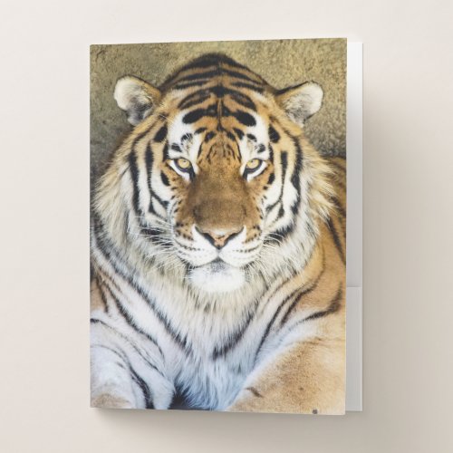 Tiger Pocket Folders