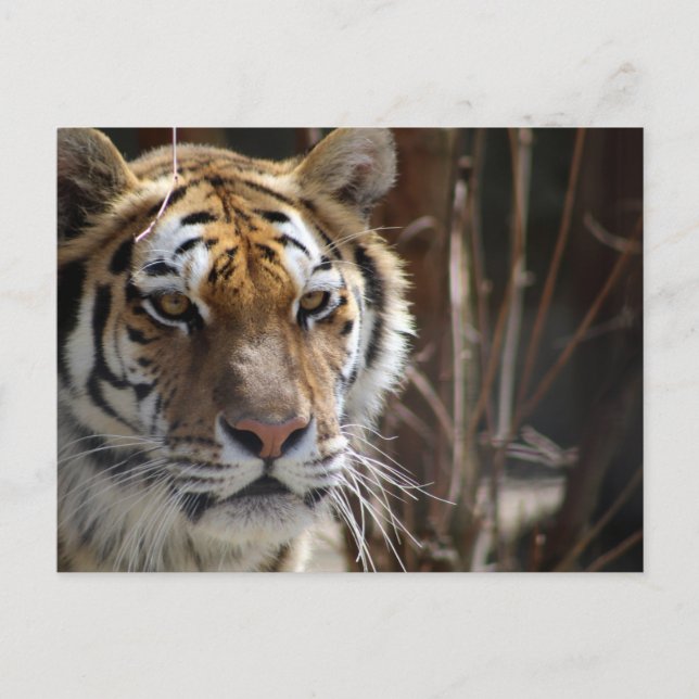 Tiger Postcard (Front)