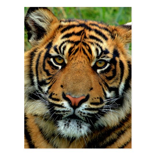 Tiger Postcard | Zazzle.com