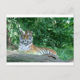 Tiger Postcard