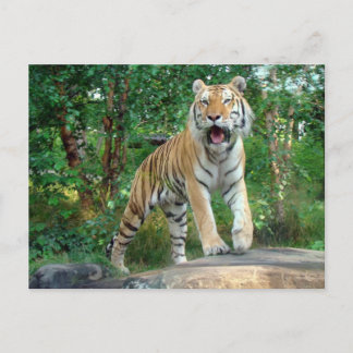 tiger postcard