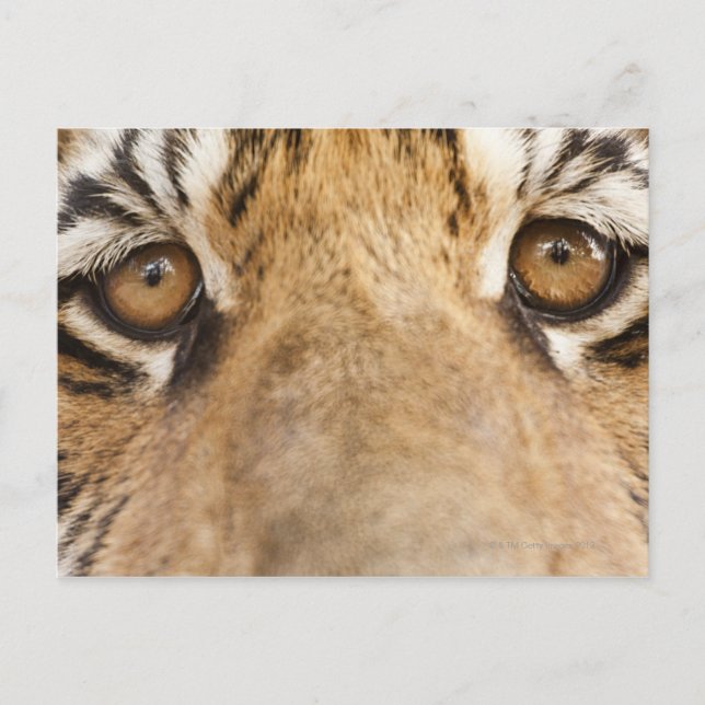 Tiger Postcard (Front)