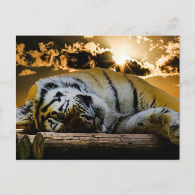 Tiger Postcard (Front)