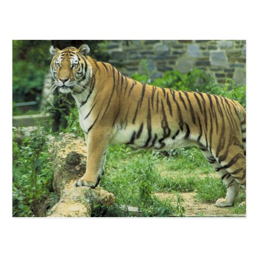 Tiger Postcard | Zazzle
