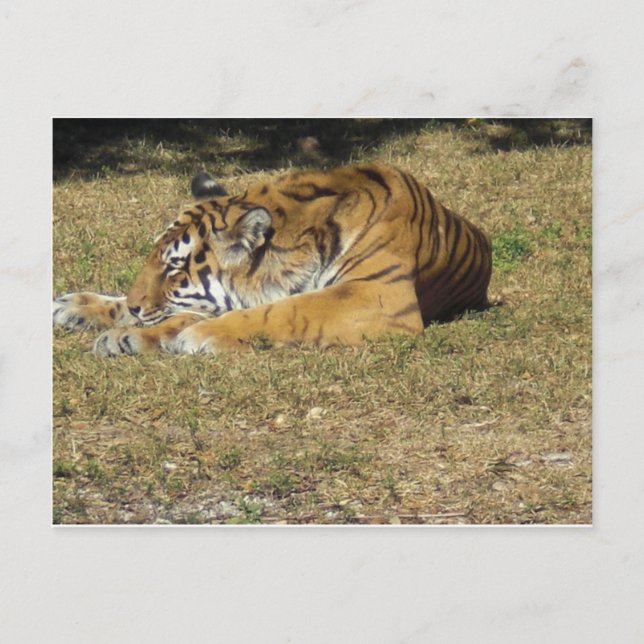 Tiger Postcard (Front)
