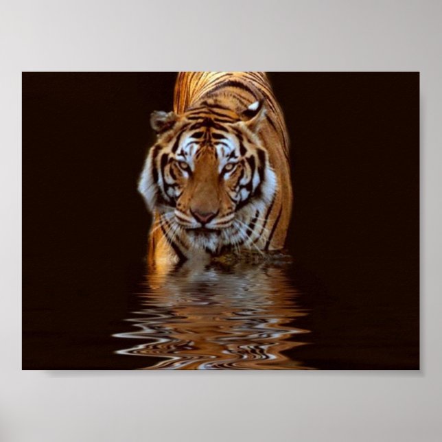 TIGER POSTER (Front)