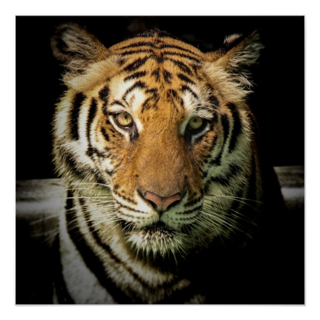 tiger poster (Front)