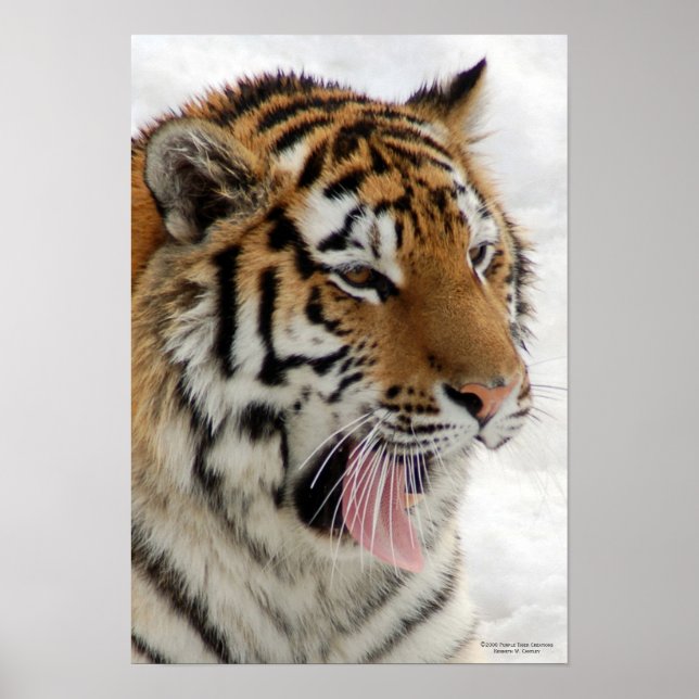 Tiger Poster (Front)