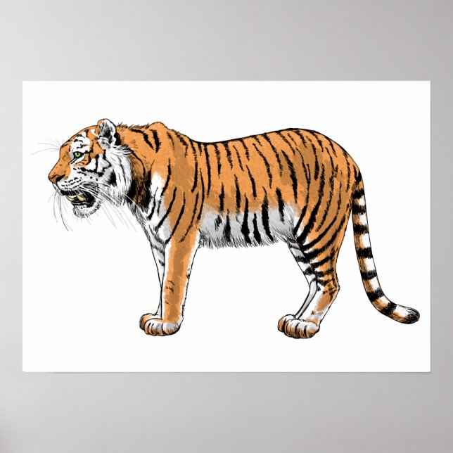 Tiger Poster (Front)