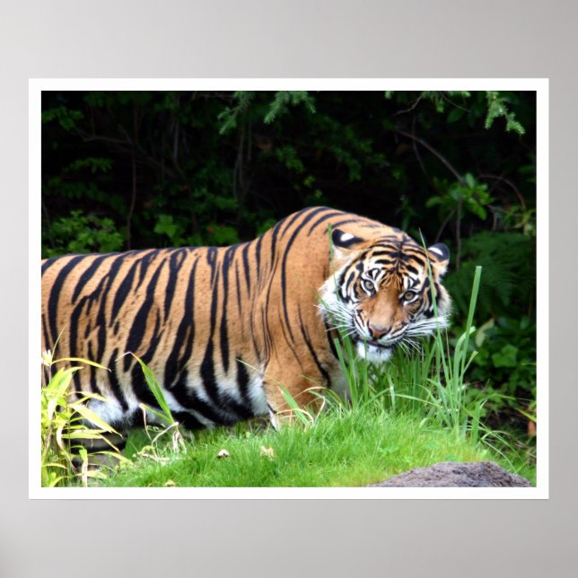 Tiger Poster (Front)