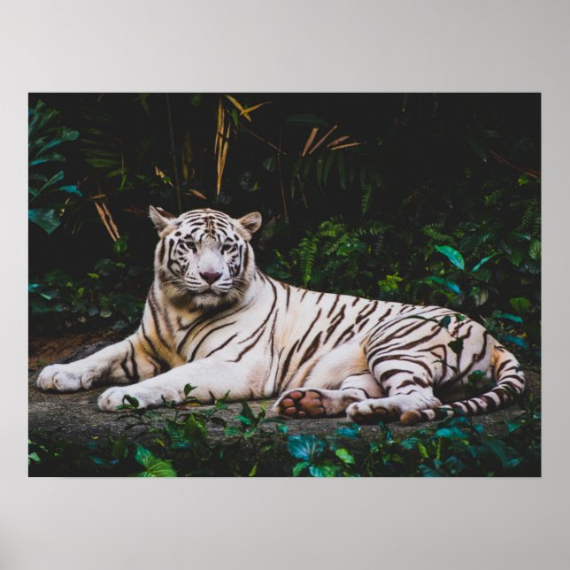 Tiger Poster (Front)