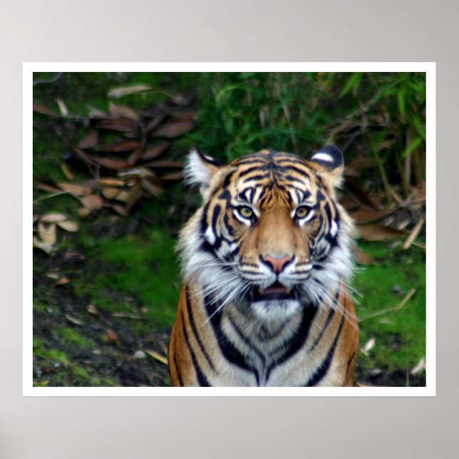 Tiger Poster (Front)