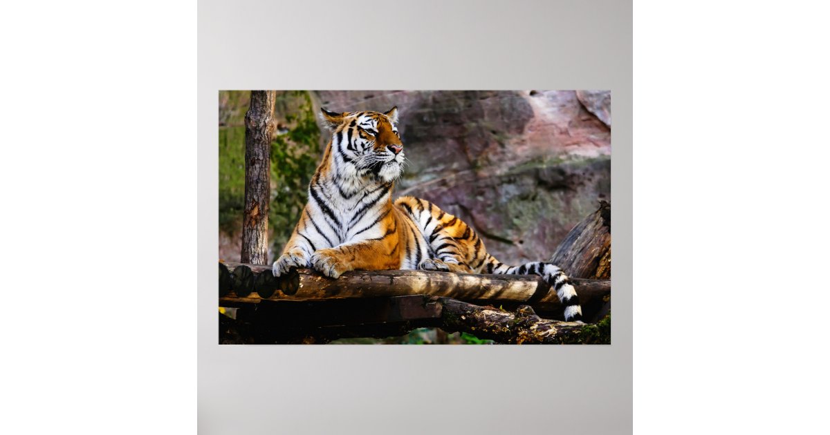 Tiger Poster | Zazzle