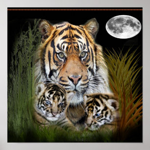 Tiger Poster