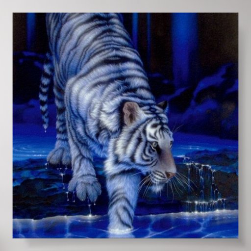 Tiger Poster | Zazzle