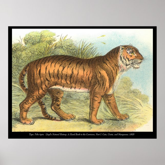 Tiger Poster (Front)