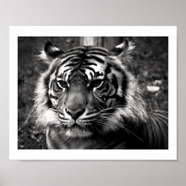 Tiger Poster (Front)