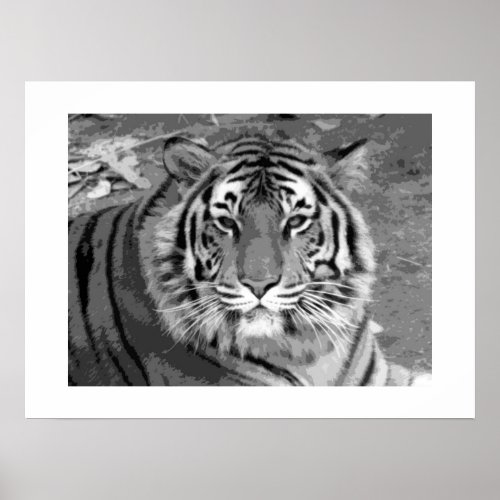 Tiger Poster with White Border