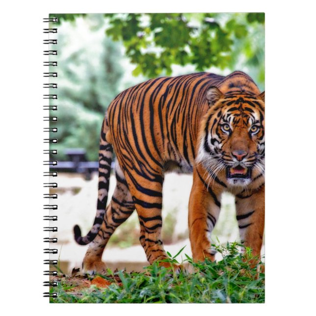 tiger print cat custom personalize Anniversaries Notebook (Front)