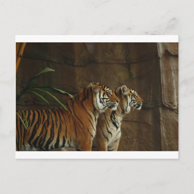 tiger print cat custom personalize Anniversaries Postcard (Front)