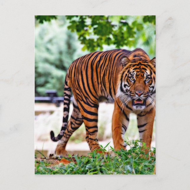 tiger print cat custom personalize Anniversaries Postcard (Front)