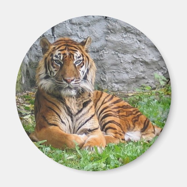 Tiger print magnet (Front)