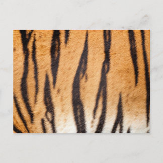 Tiger Print Postcard
