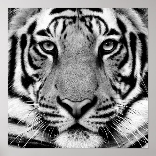 Tiger Profile Poster (Front)