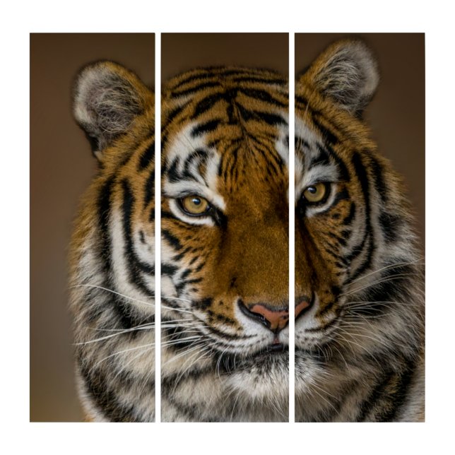 Tiger Profile Triptych (Front)