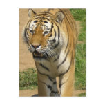 Tiger Prowl Postcards