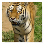 Tiger Prowl Poster