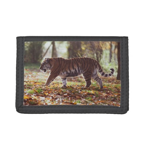 Tiger Prowling Photo Wallet