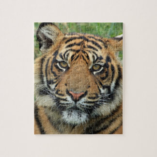 tiger puzzle