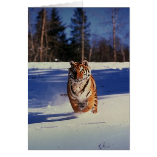 Tiger Racing Over Snow (Front)