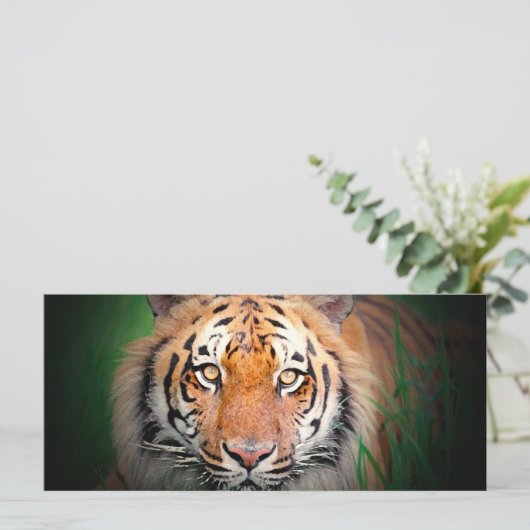 Tiger Rack Card (Standing Front)