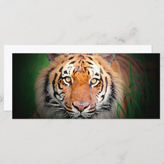 Tiger Rack Card (Front/Back)