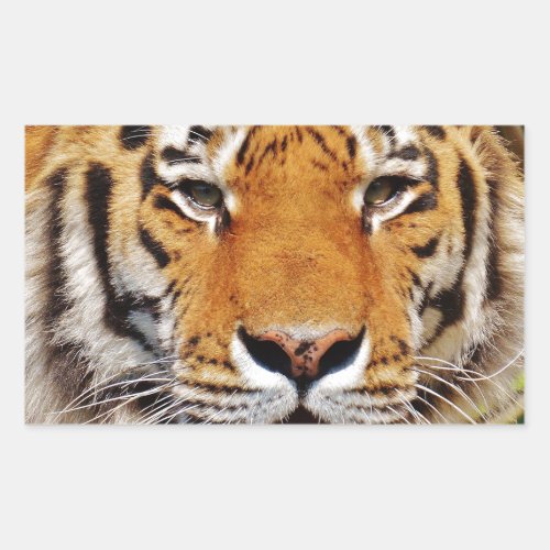 Tiger Rectangular Sticker