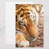 Tiger resting (Front/Back)