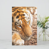 Tiger resting (Standing Front)