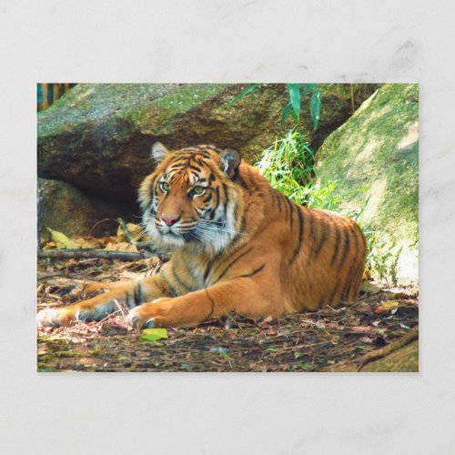 Tiger Resting by Rocks Postcard